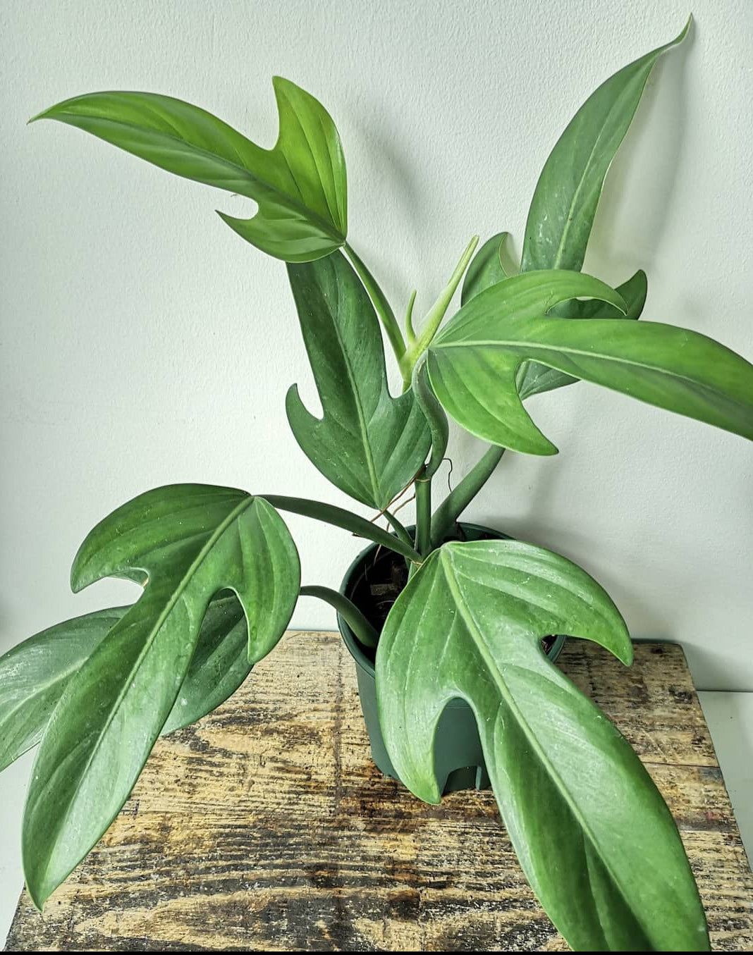 philodendron creeper Philodendron PanduriForme Plant (Creeper) – ASHIYANA STORE