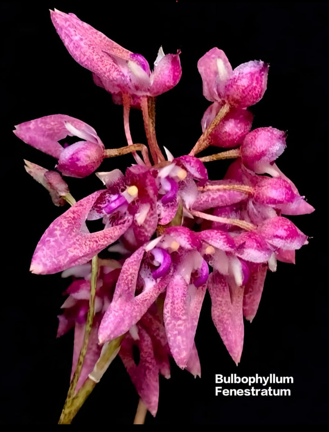 Bulbophyllum Fenestratum