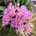 Schoenorchis Fragrans