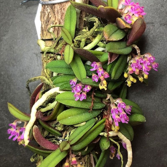 Schoenorchis Manipurensis