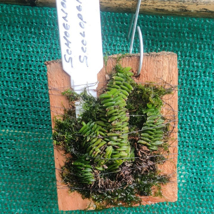 Schoenorchis Scolopendria