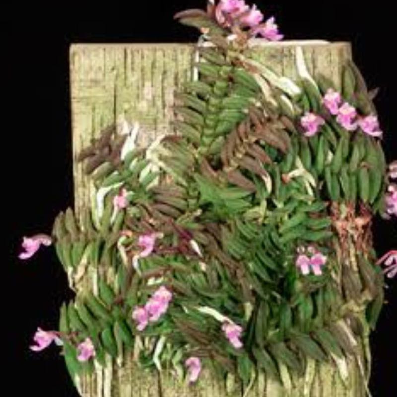 Schoenorchis Scolopendria