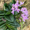 Schoenorchis Seidenfadenii