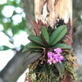 Schoenorchis Tixieri
