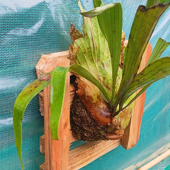 Staghorn on Pine Wooden Block