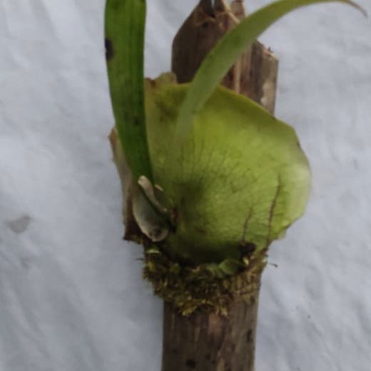 Staghorn (Platycerium)