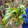 Staghorn (Superbum)