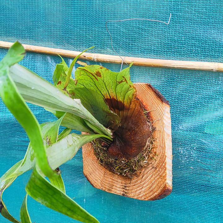 Staghorn (Superbum) on Pine