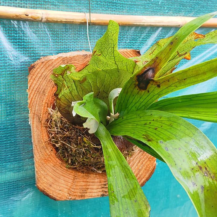 Staghorn (Superbum) on Pine