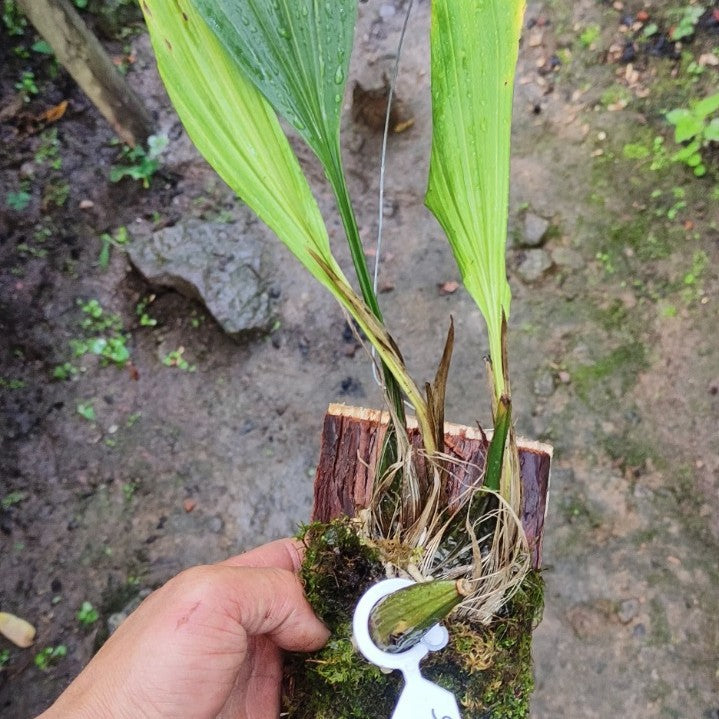 Stanhopea tigrina