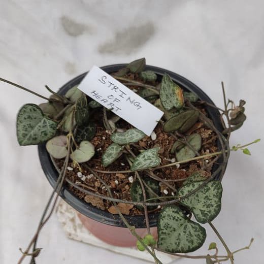String of hearts