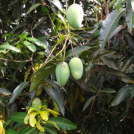 Thai Mango, 12 month fruiting plant