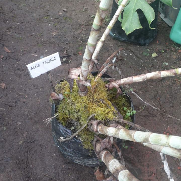 Thunia alba (White Thunia Orchid)