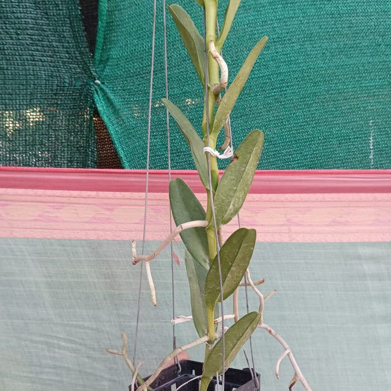 Trichoglottis Philippinensis