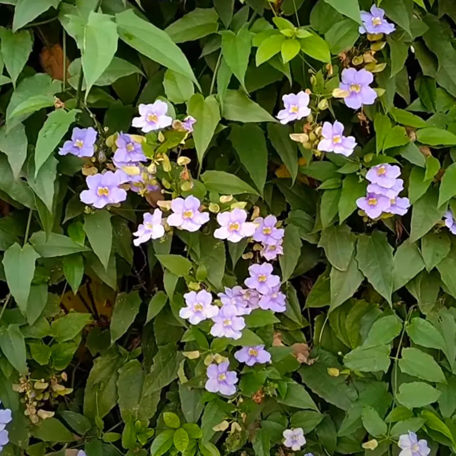 Thunbergia Grandiflora Vine | Blue Trumpet Creeper | Bengal Clock Vine