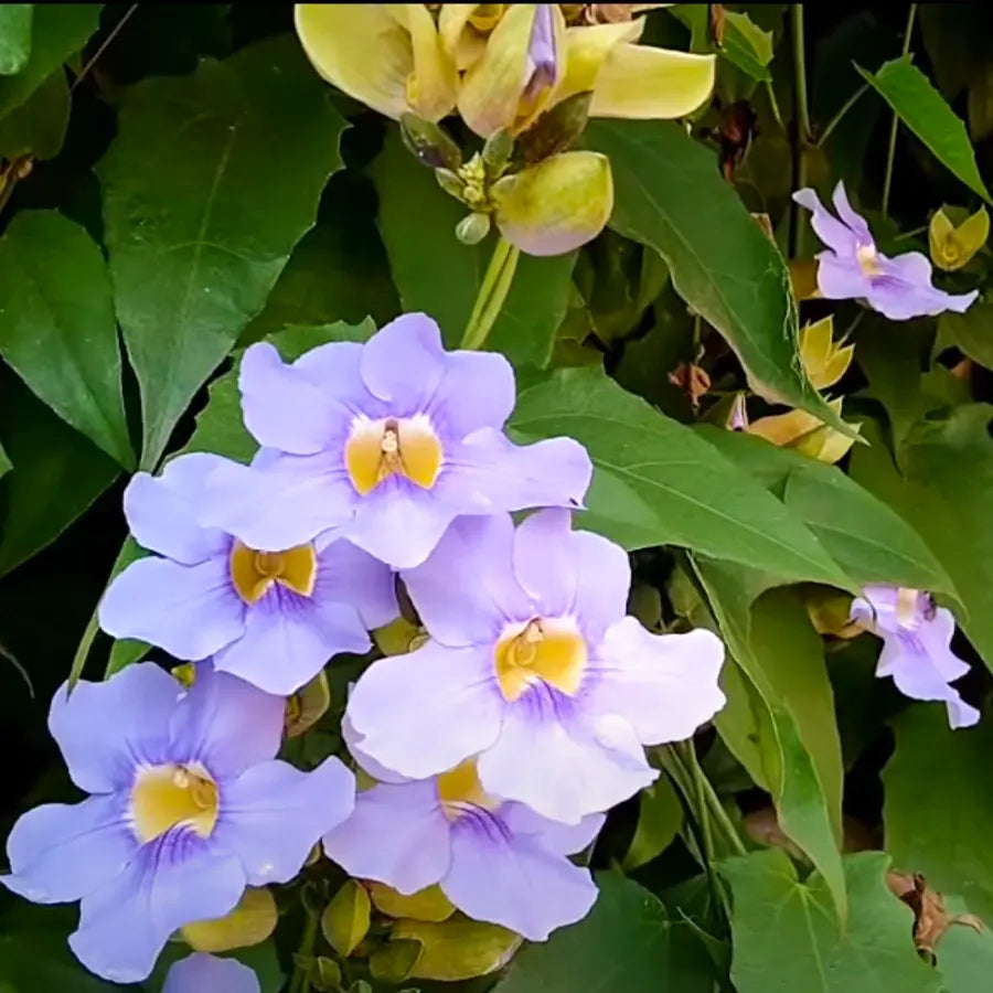 Thunbergia Grandiflora Vine | Blue Trumpet Creeper | Bengal Clock Vine