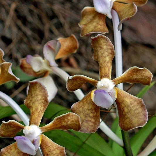 Vanda Bicolor