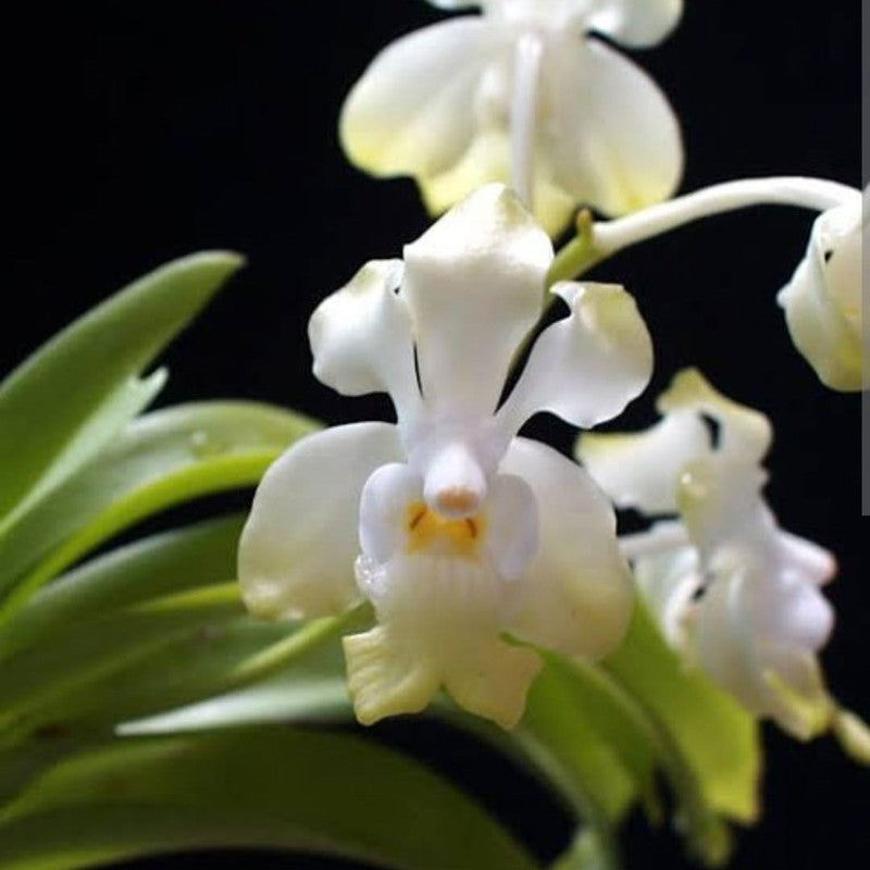 Vanda Denisoniana Alba