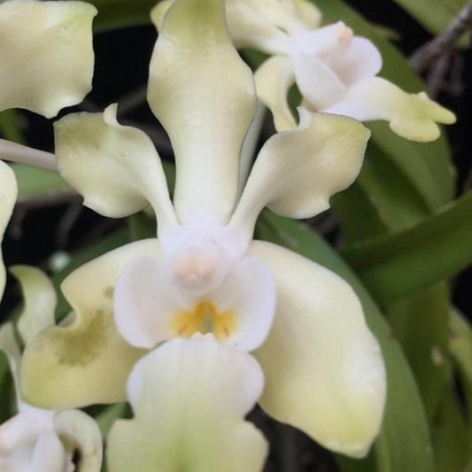 Vanda Denisoniana Alba