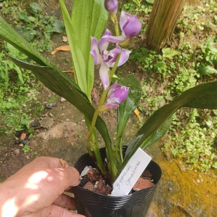 Zygnosia Cynosure 'Blue Bird'