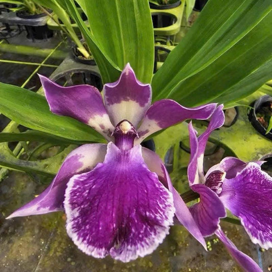 Zygnosia Cynosure 'Blue Bird'