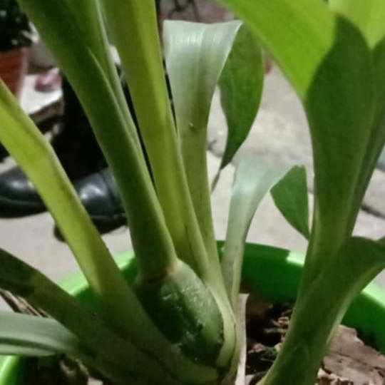 Zygopetalum