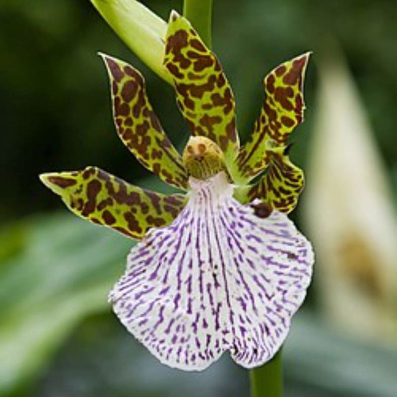 Zygopetalum