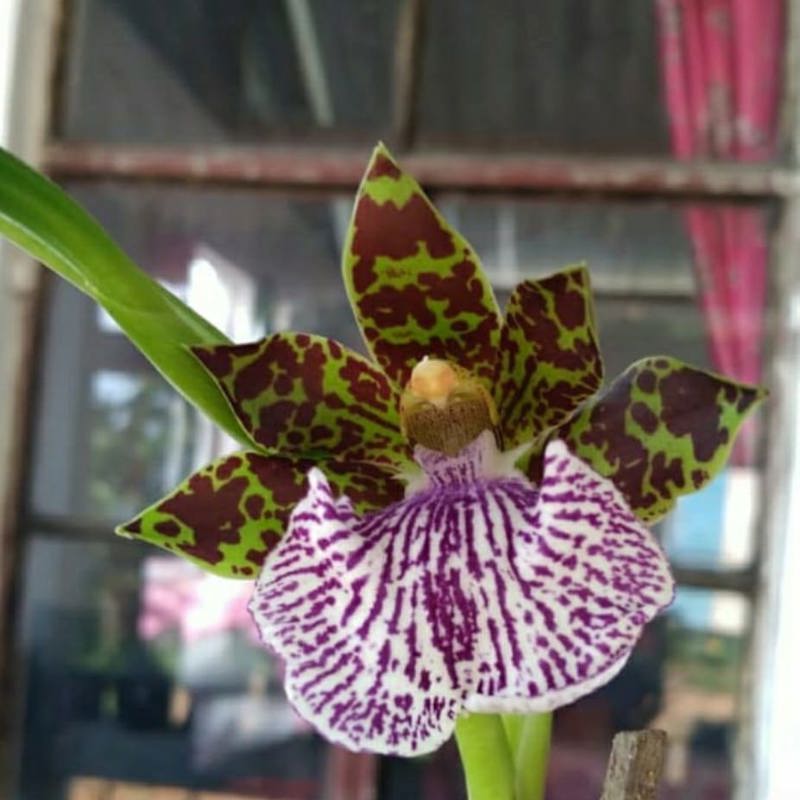 Zygopetalum