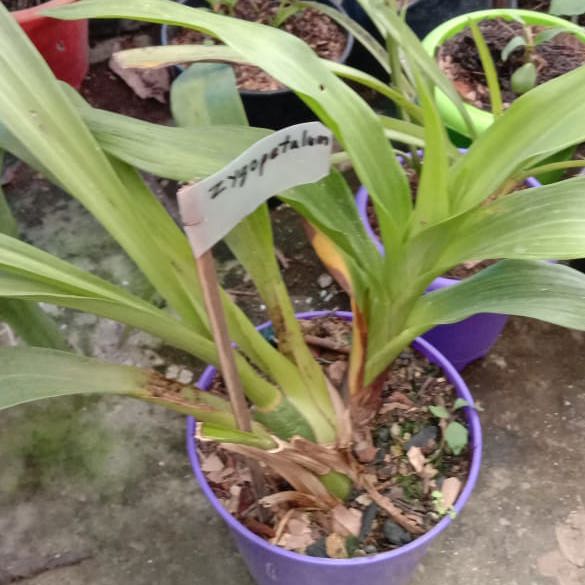 Zygopetalum