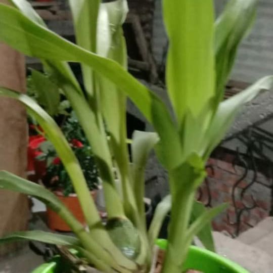 Zygopetalum