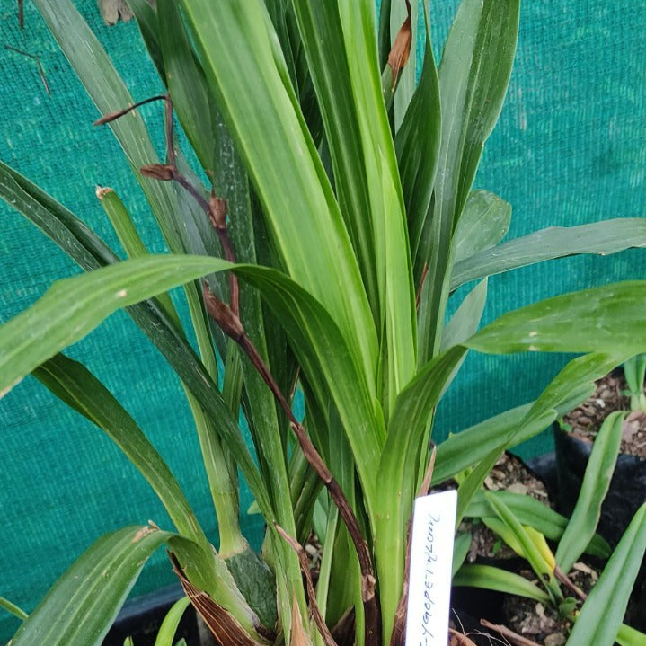 Zygopetalum