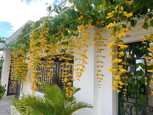 "Blooming Beauty: Discover the Elegance of Flowering Vine Plants in Your Indian Garden"