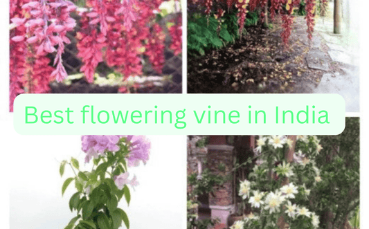 Outdoor Plants: Best Choices for Indian Gardens