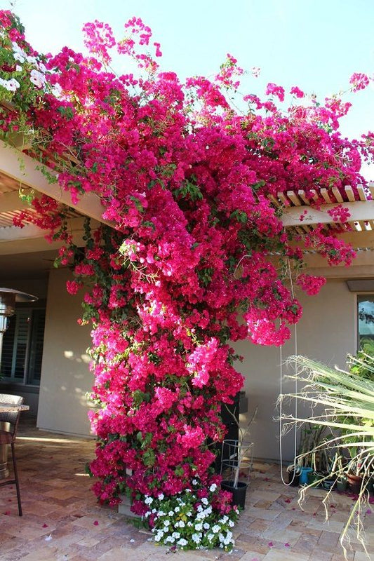 Buy Flowering Plants Online From ASHIYANA STORE at Lowest Price in India