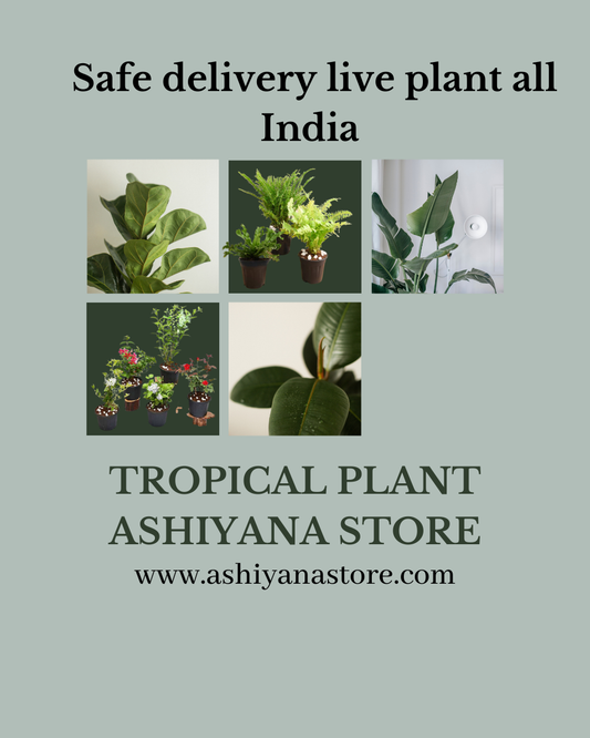 "Why Choose Ashiyana Store for Your Online Plant Needs?"