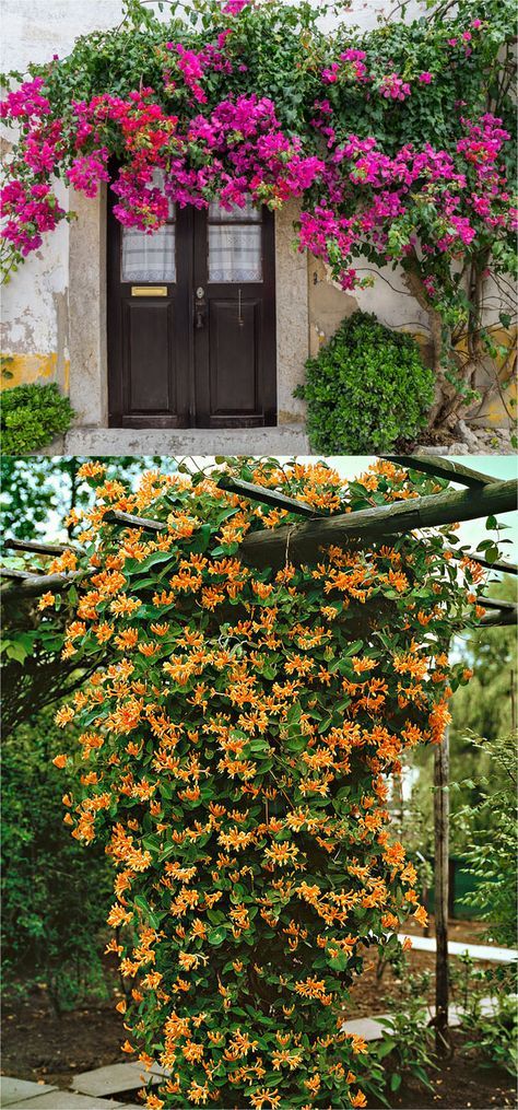 Beautify Your Garden with the Outdoor Flowering Vine – Perfect for Indian Homes!