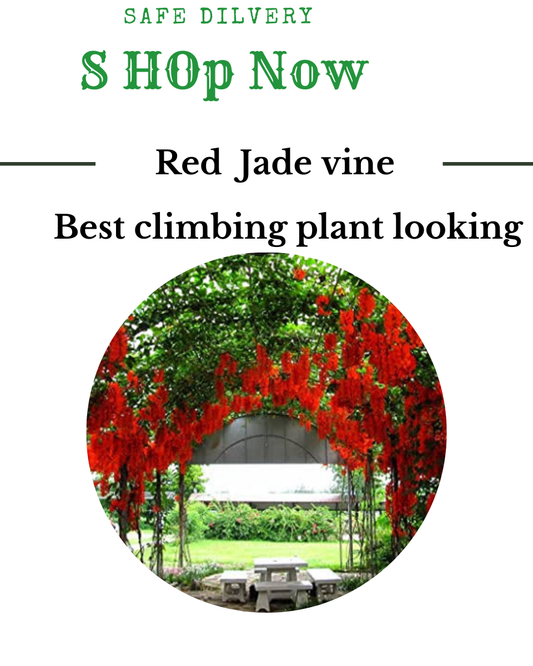 Best Online Plant Store in India