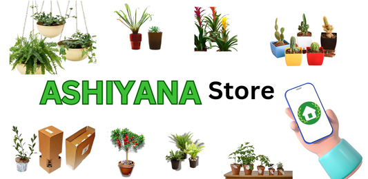 How Ashiyana Store is Climbing to the Top of Google for Plant Lovers in India