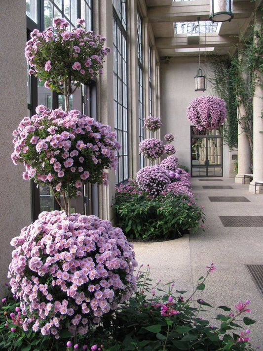 ASHIYANA STORE: Best Place to Buy Affordable Outdoor Plants Online
