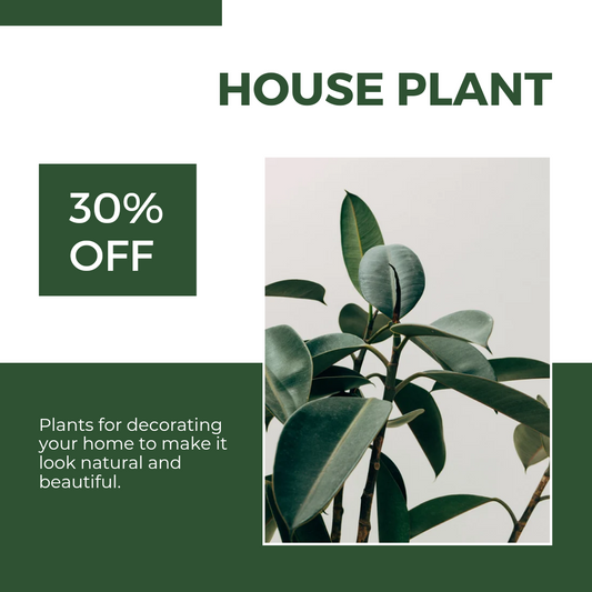 Buy Houseplants Online: Convenient Shopping and Best Deals