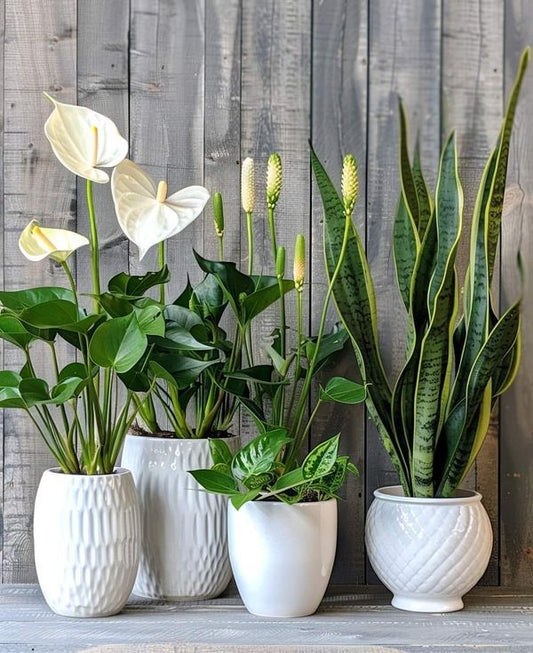 "Discover the Best Plants for Sale Online in India: Shop Now"