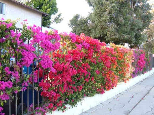 "which plants gives 12 months flowers in India?"
