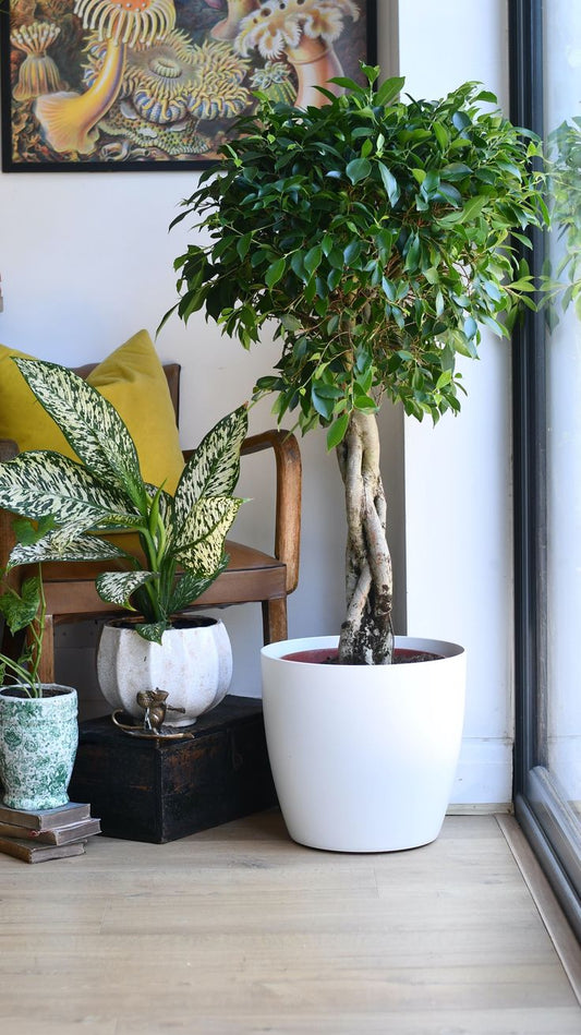 "Why Buying Plants Online is the Future of Home Gardening"