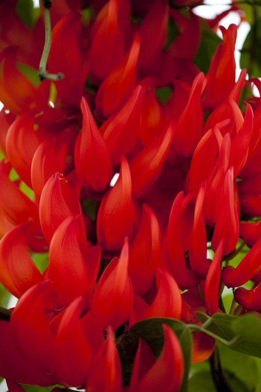 Best Time to Plant Red Jade Vine