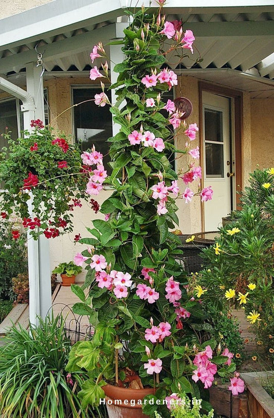 Transform Your Garden with the Outdoor Flowering Vine – Perfect for Indian Homes!
