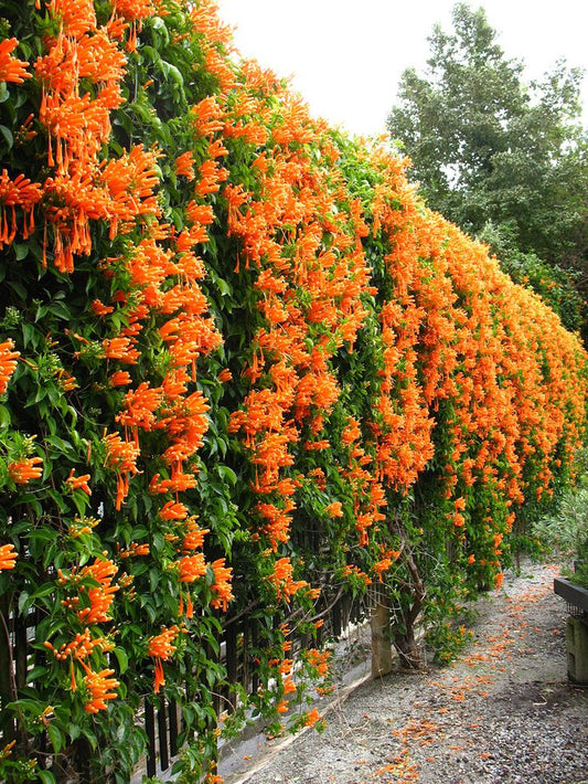 "From Garden to Home: The Best Plants to Buy from Ashiyana Store"