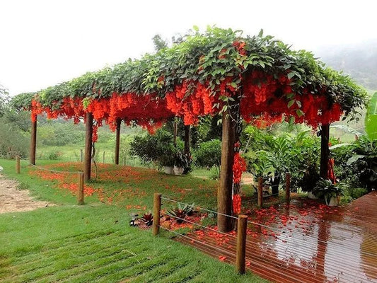 Flowering Season of the Red Jade Vine