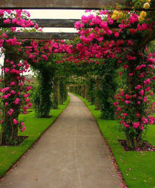 Transform Your Garden with Stunning Flowering Vines – Perfect for Indian Homes!