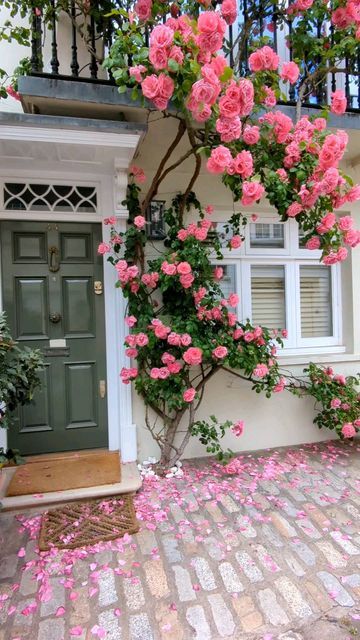 "plants gives 12 months flowers in India?"