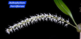 Bulbophyllum Collection